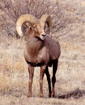 Rocky Mountain Bighorn Sheep