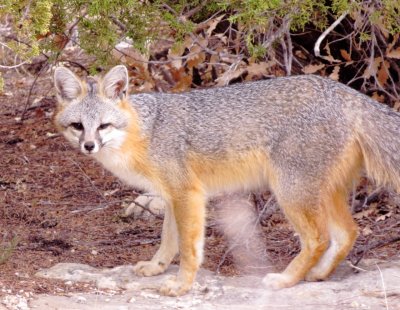 Gray Fox