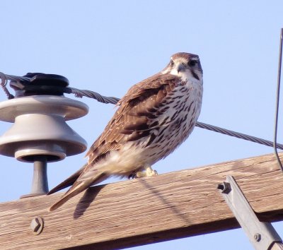 Prairie Falcon