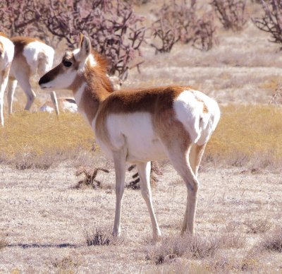 Pronghorn