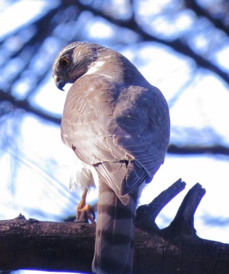 Sharp-Shinned Hawk
