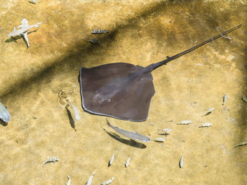 Manta in a lagoon within Mauna Lani Hotel