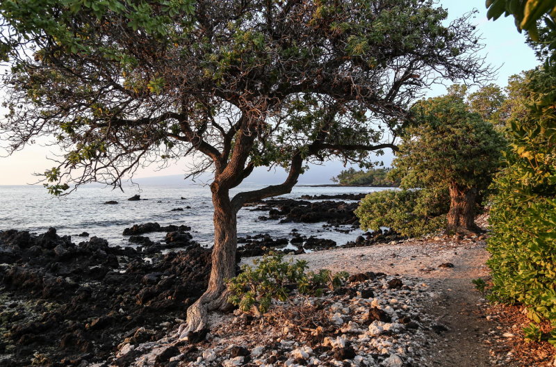 Kohala coast