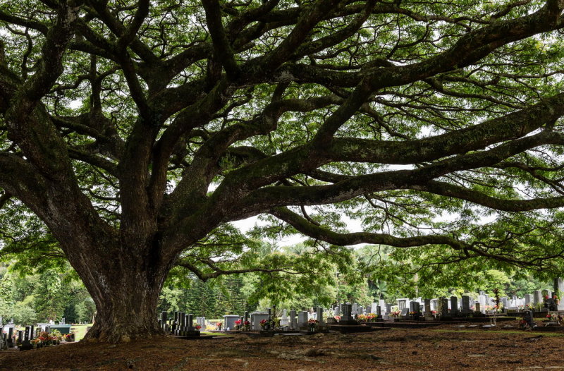 Alae Cemetery