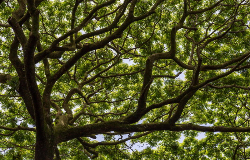 Hawaii Tropical Botanic Garden