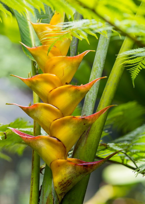 Hawaii Tropical Botanic Garden
