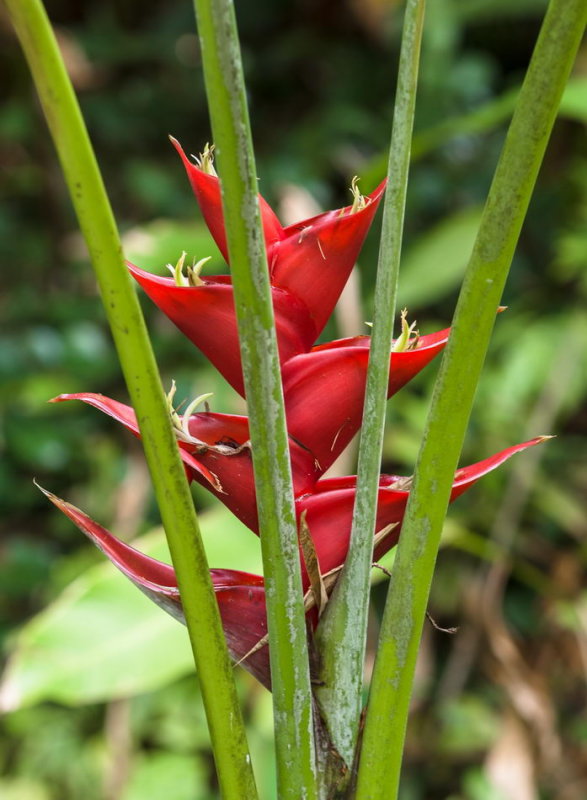 Hawaii Tropical Botanic Garden