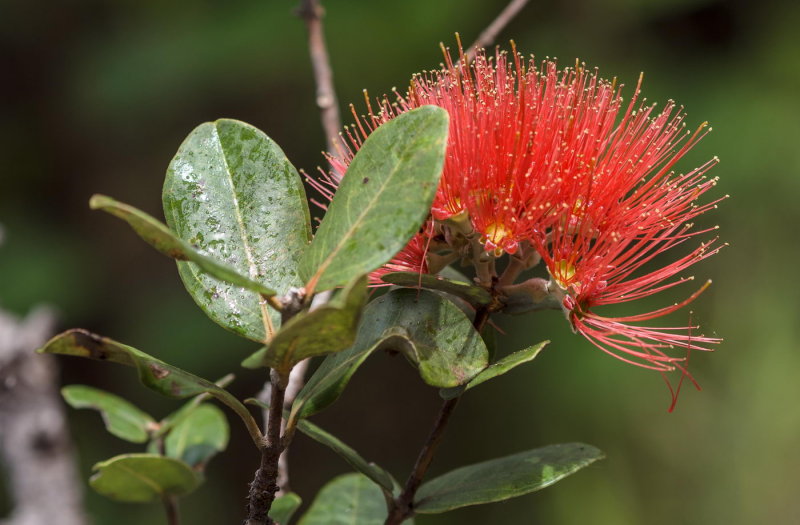Tropical plants along Crater Rim Trail