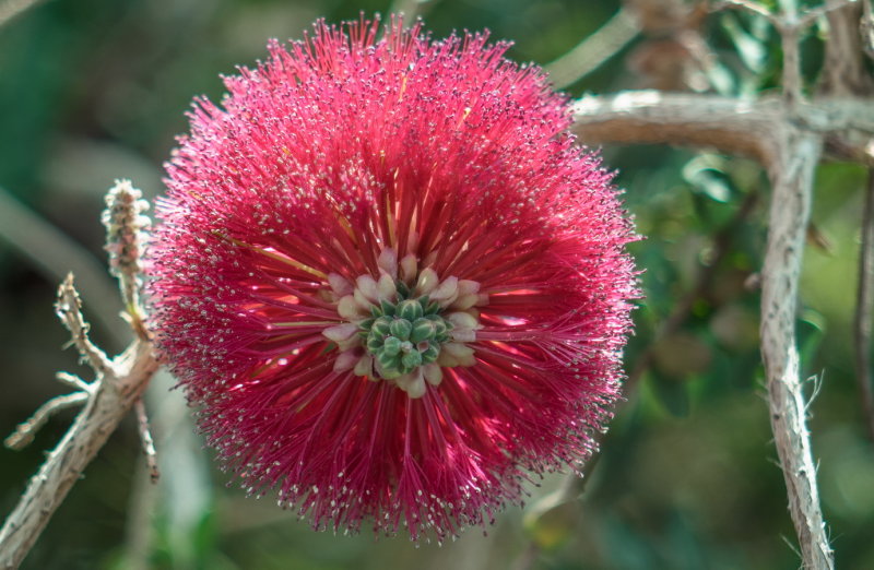 Albuquerque Botanic Garden