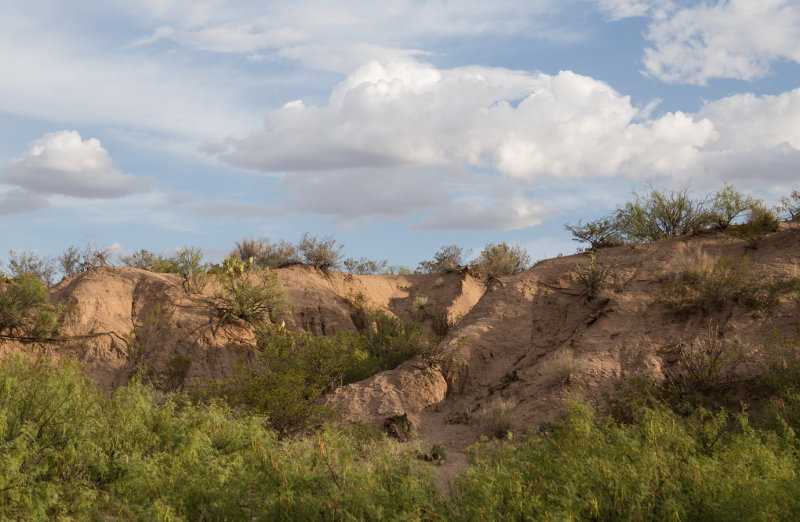 Upland area of Mesilla Valley Park east of the Rio Grande