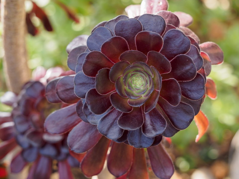 Phipps Conservatory