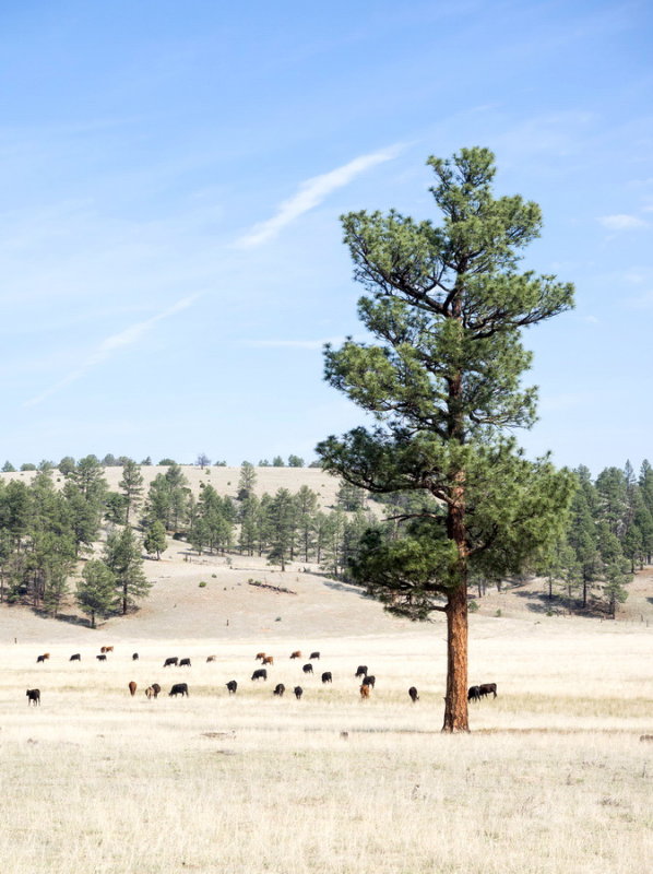 Private ranch in the Gila National Forest
