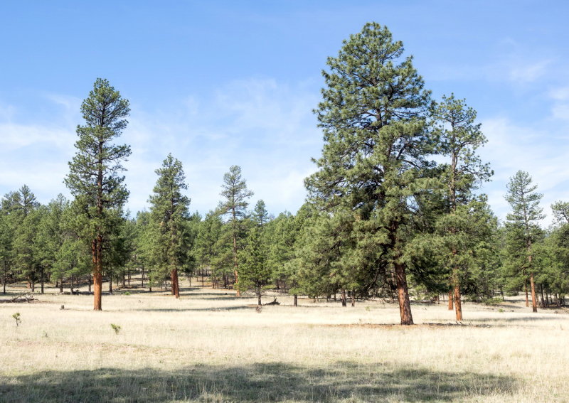 Gila National Forest