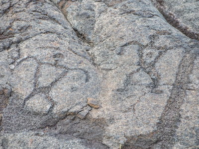 Pu'u Loa Petroglyph Trail