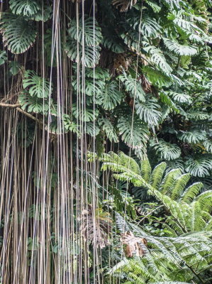 Akaka Falls