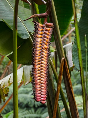 Akaka Falls