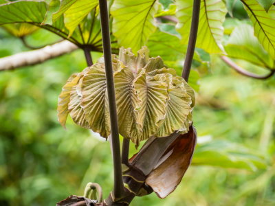 Akaka Falls