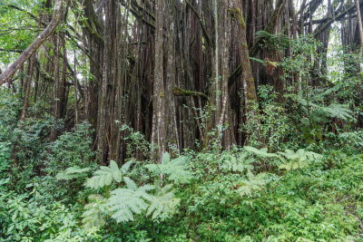 Akaka Falls