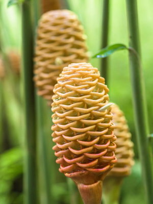 Ginger - Hawaii Tropical Botanic Garden