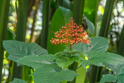 Hawaii Tropical Botanic Garden