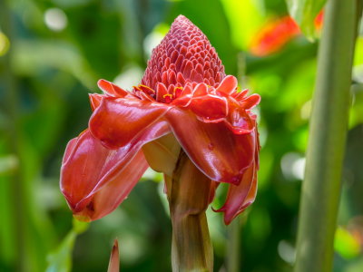 Hawaii Tropical Botanic Garden