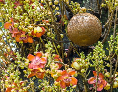 Hawaii Tropical Botanic Garden