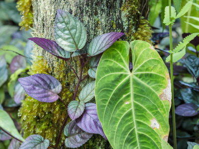 Hawaii Tropical Botanic Garden