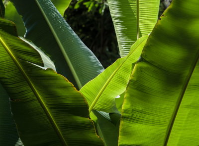 Hawaii Tropical Botanic Garden