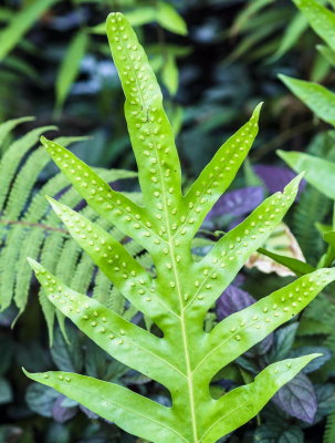 Hawaii Tropical Botanic Garden