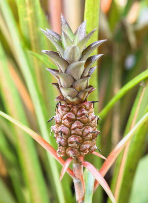 Hawaii Tropical Botanic Garden
