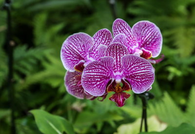 Hawaii Tropical Botanic Garden