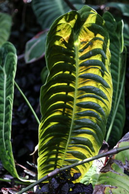 Hawaii Tropical Botanic Garden