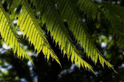 Hawaii Tropical Botanic Garden