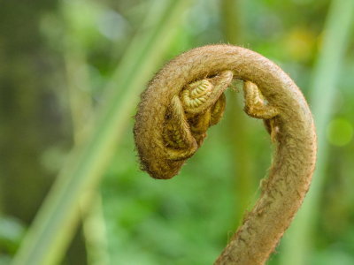 Hawaii Tropical Botanic Garden