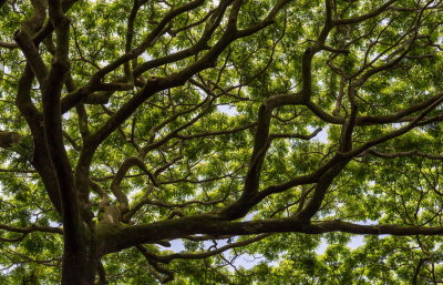 Hawaii Tropical Botanic Garden