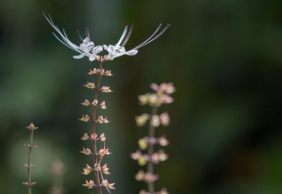 Hawaii Tropical Botanic Garden