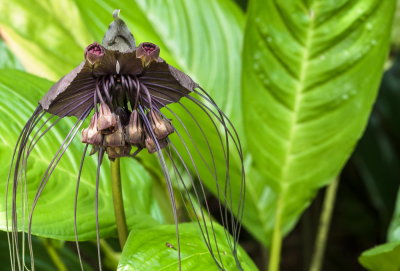 Hawaii Tropical Botanic Garden
