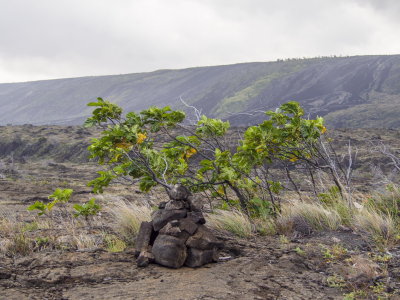 Vegetation colonizing 1969-74 lava flow