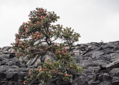 Vegetation colonizing 1969-74 lava flow