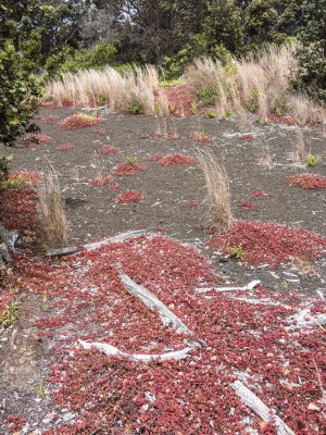 Vegetation re-colonizing lava flow