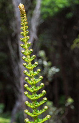 Tropical plants along Crater Rim Trail