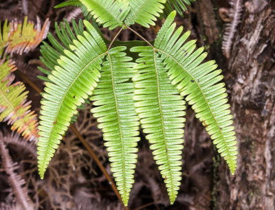 Tropical plants along Crater Rim Trail