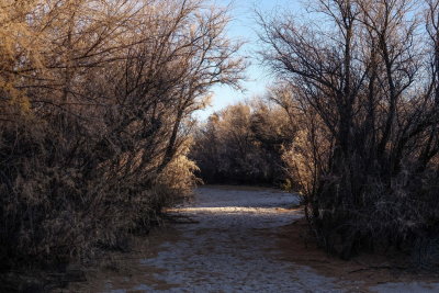 Salt Cedar - invasive tree gradually being removed from Mesilla Valley Bosque State Park