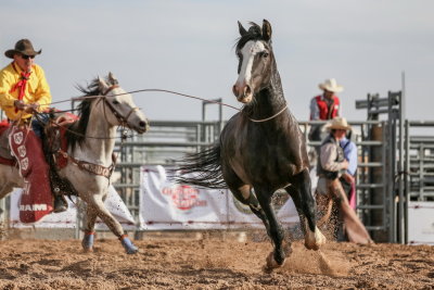 Agitated bronco that has just thrown its rider (walking in background) is lassoed to direct it safely out of the arena 