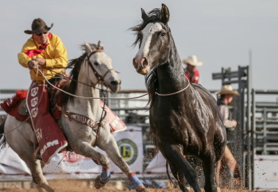 Agitated bronco that has just thrown its rider is lassoed to get it out of the arena 