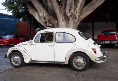 Old style classic VW Beetles are very common