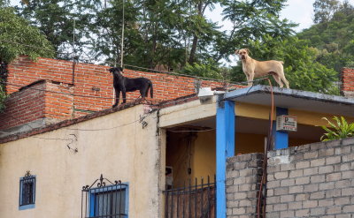 No lack of barking dogs in Oaxaca. Some are feral, many spend most of their lives on the roof of their owner's house.