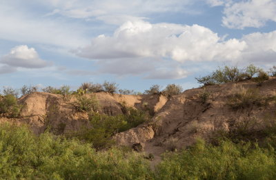 'Upland' area of Mesilla Valley Park east of the Rio Grande