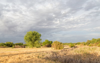 A 'wetland' area of Mesilla Valley Park mostly dry from almost 4 years of drought