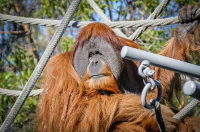 San Diego zoo - adult male orangutan